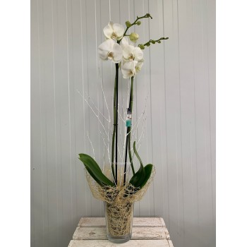 Orquídea Blanca con base