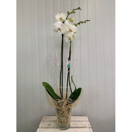 Orquídea Blanca con base