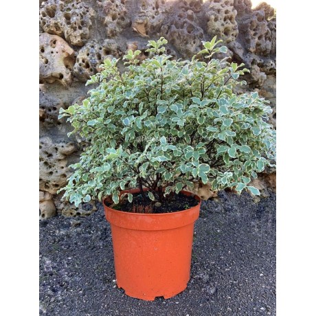 Pittosporum tenuifolium “Variegata”