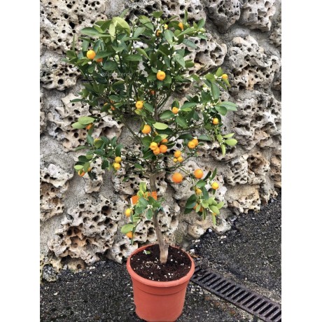 Citrus fortunella (Calamondín)